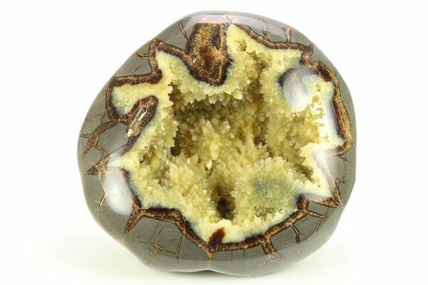 A oolished septarian nodule from Utah.  Shop Septarian At FossilEra.com